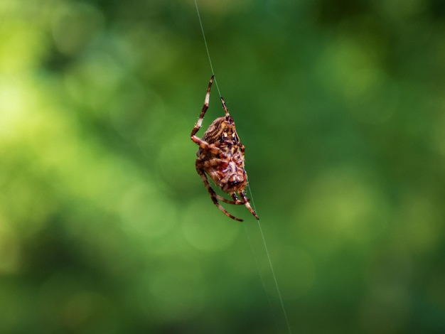 European garden spider diadem spider orangie cross spider and crowned orb weaver Araneus diadematus