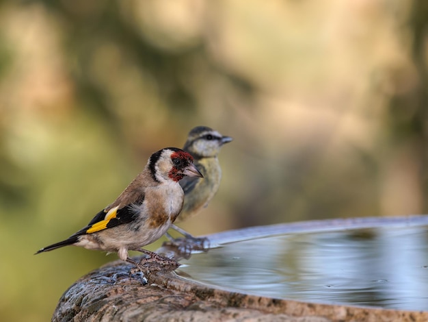 European goldfinch (Carduelis carduelis). Behind Eurasian blue tit.