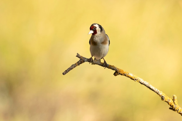 European goldfinch near a natural water point in summer with the last light of the day