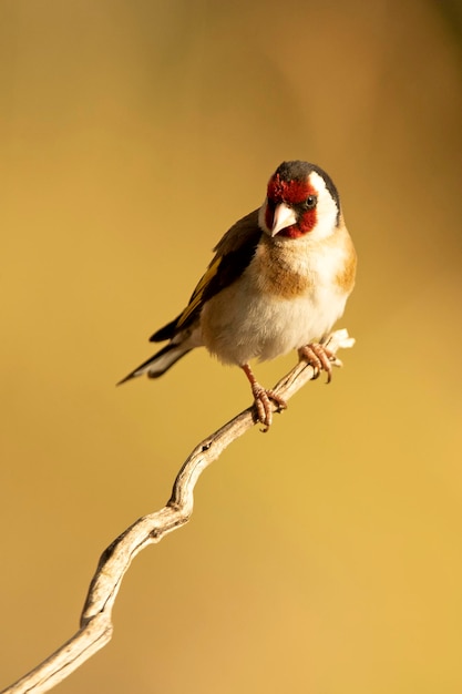 European goldfinch near a natural water point in summer with the last light of the day