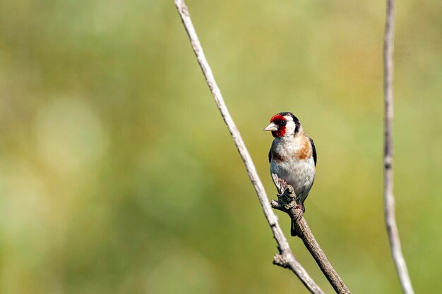 The European goldfinch or simply the goldfinch