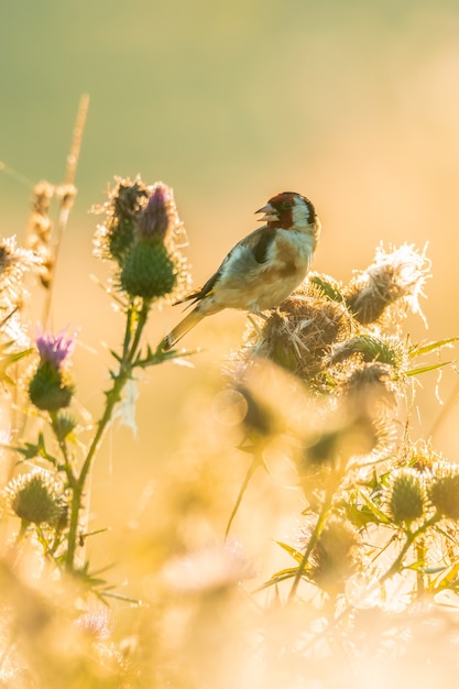 European goldfinch sitting on a thistle