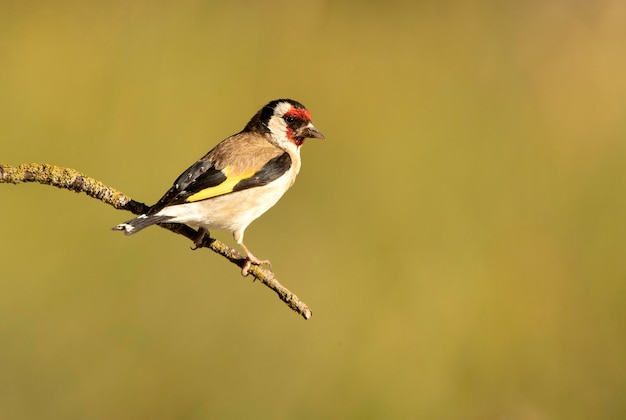 European goldfinch with the first light of the morning in an oak forest