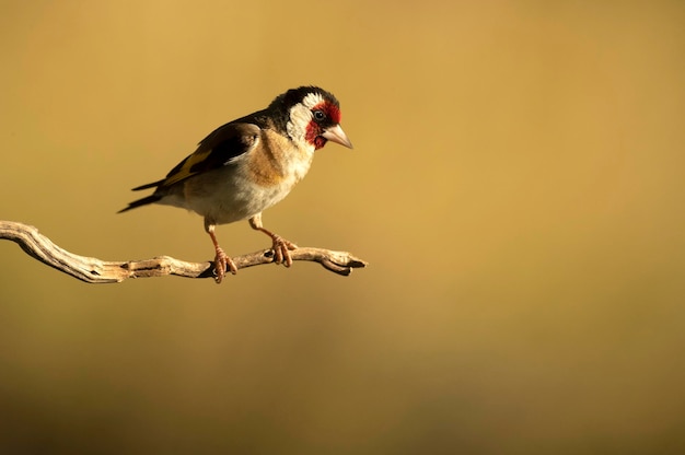 European goldfinch with the last light of the day in a Mediterranean forest in summer