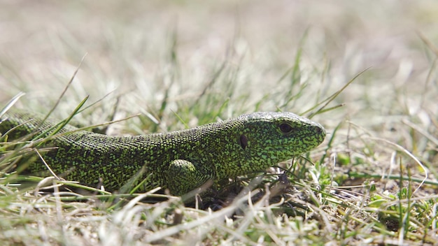 European green lizard Lacerta viridis in the grass Croatia