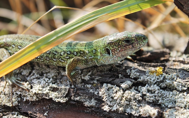 European green lizard lacerta viridis outdoors