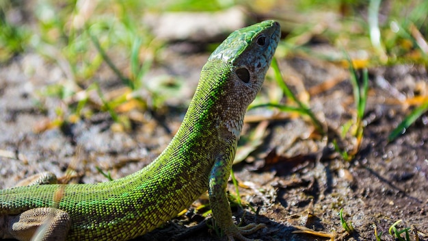 European green lizard Lacerta viridis sunbathing.