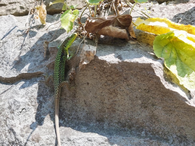 European green lizard sitting in the sun on a rock