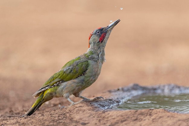 European green woodpecker Picus viridis Toledo Spain