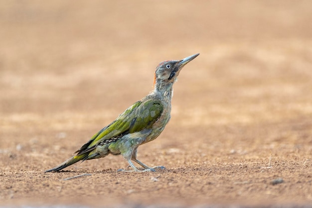 European green woodpecker Picus viridis Toledo Spain