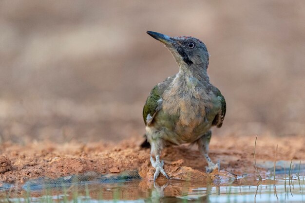 European green woodpecker Picus viridis Toledo Spain