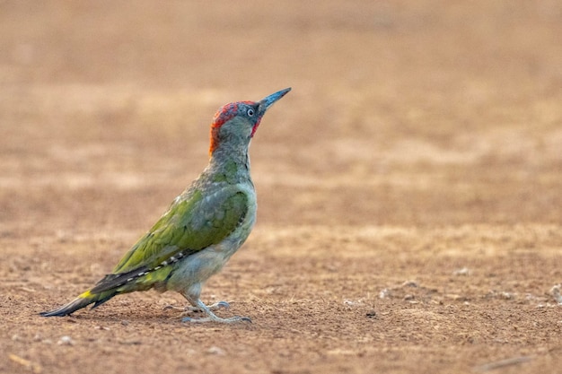 European green woodpecker Picus viridis Toledo Spain