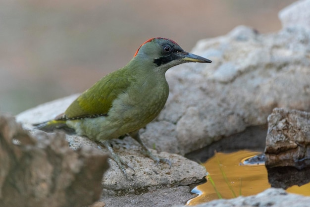 European green woodpecker (Picus viridis) Toledo, Spain