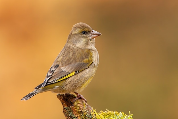 European greenfinch female sitting on tree in orange nature