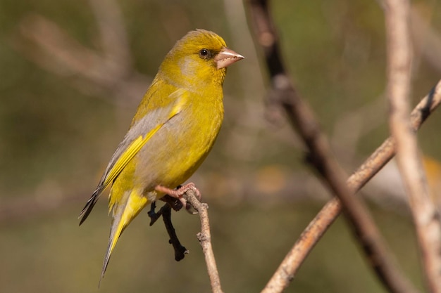 European greenfinch or greenfinch Chloris chloris Cordoba Spain