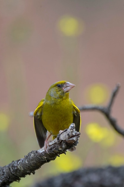 European greenfinch or greenfinch Chloris chloris Malaga Spain