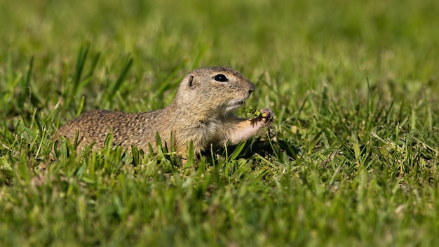 European ground squirrel feeding with herb on green pasture in summer