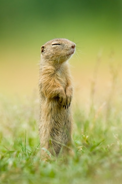 European ground squirrel sitting in the grass