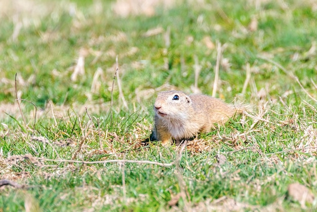 European ground squirrel Souslik Spermophilus citellus natural environment