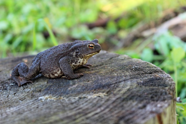 European ground toad on cut trunk in nature