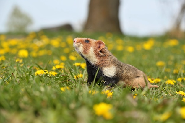 European hamster on a flowering meadow 