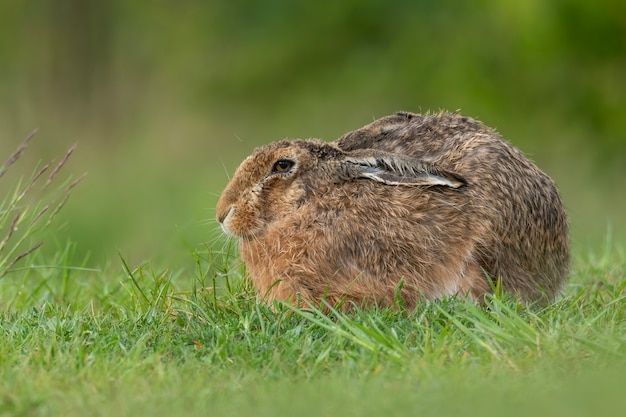 European hare in the grass