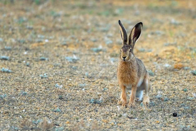 European hare stands on the ground and looking at the camera (Lepus europaeus)