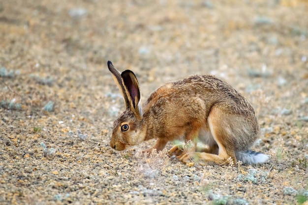 European hare stands on the ground and looking at the camera