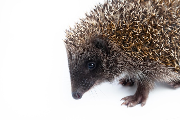 European hedgehog Erinaceus europaeus also known as the West European hedgehog or common hedgehog