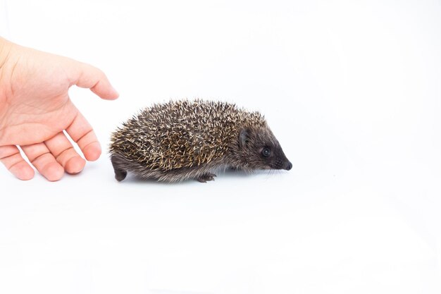 European hedgehog Erinaceus europaeus also known as the West European hedgehog or common hedgehog