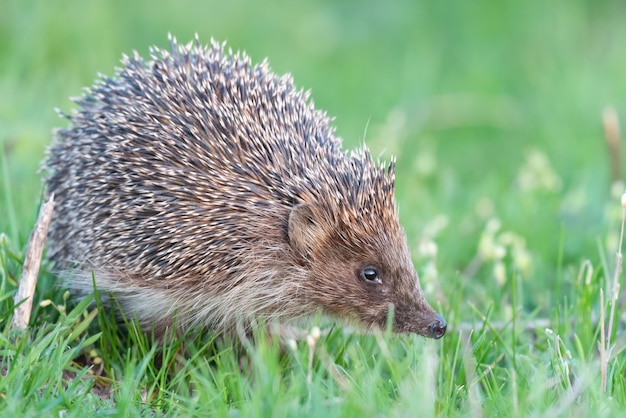 European Hedgehog Erinaceus europaeus in the wild