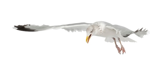 European Herring Gull, Larus argentatus, 4 years old, flying against white background