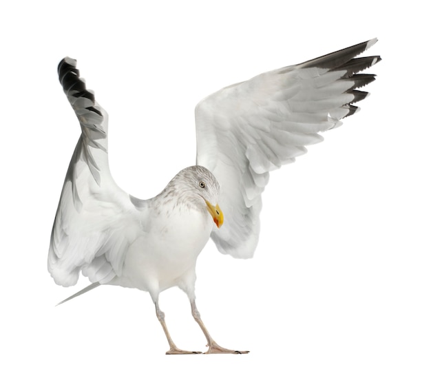 Photo european herring gull, larus argentatus, 4 years old, standing against white background