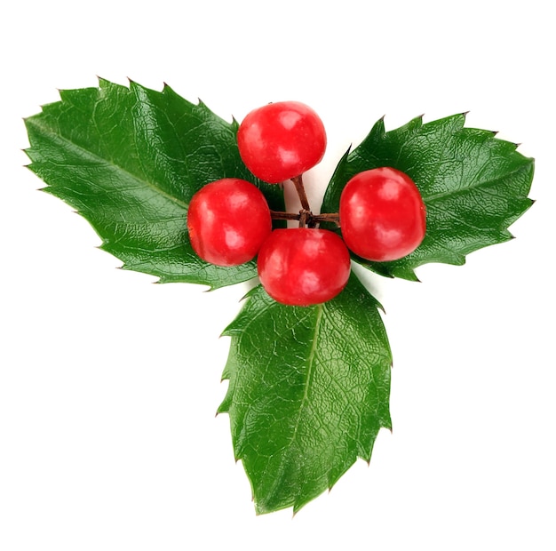 European Holly (Ilex aquifolium) with berries, isolated 