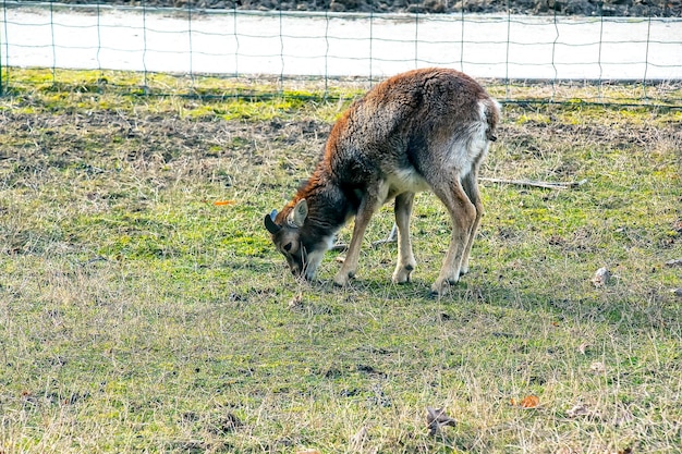 European mouflon Ovis orientalis in the nursery of the Agricultural University in Nitra Slovakia