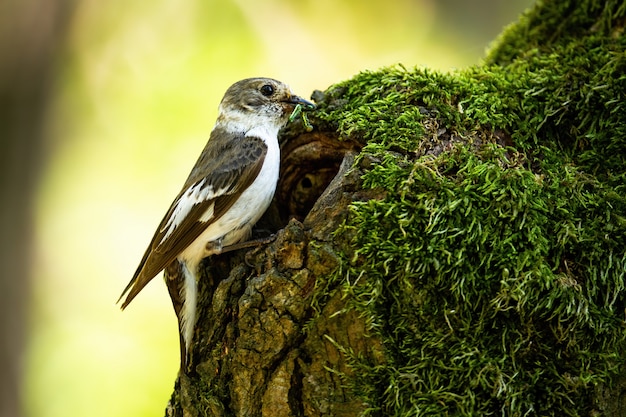 European pied flycatcher bringing food into the nest in old moss-covered tree