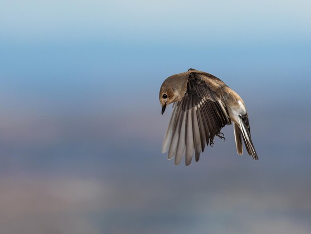 European pied flycatcher (Ficedula hypoleuca).