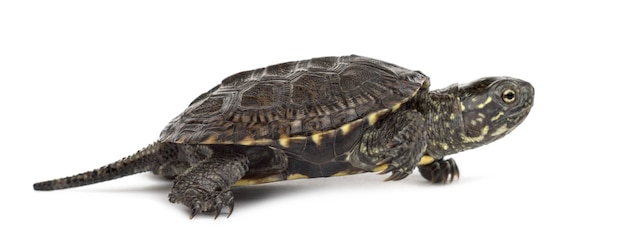 European pond turtle (1 year old), Emys orbicularis, in front of a white background