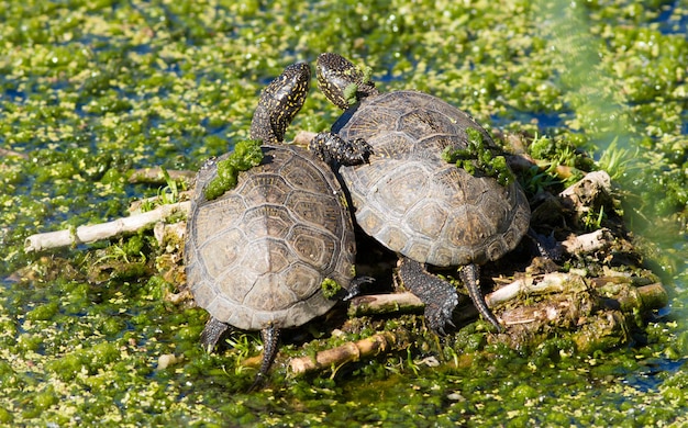 European pond turtle Emys orbicularis Two turtles are sitting embraced on an island