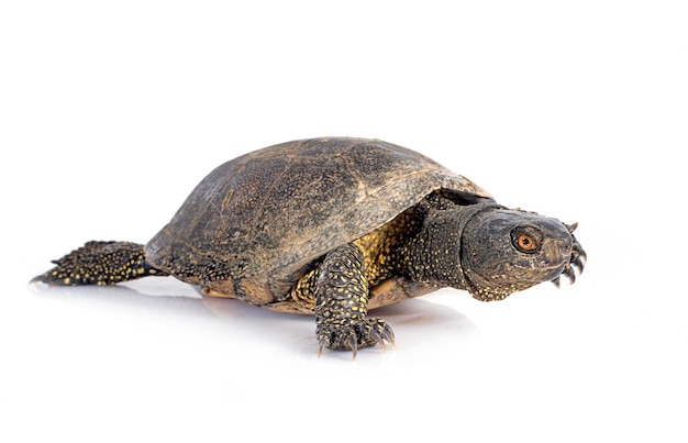 European pond turtle