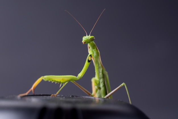 European Praying Mantis female or Mantis religiosa close up against dark background