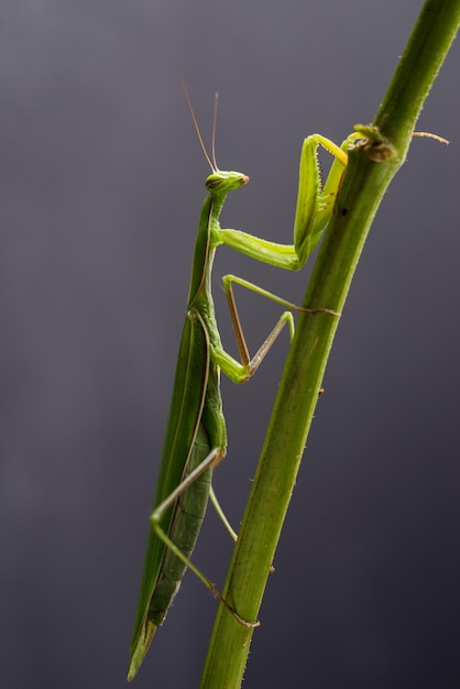 European Praying Mantis female or Mantis religiosa close up against dark background