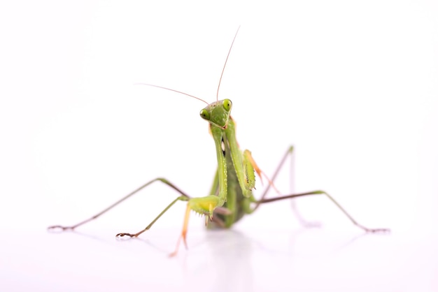 European Praying Mantis female or Mantis religiosa close up against white background