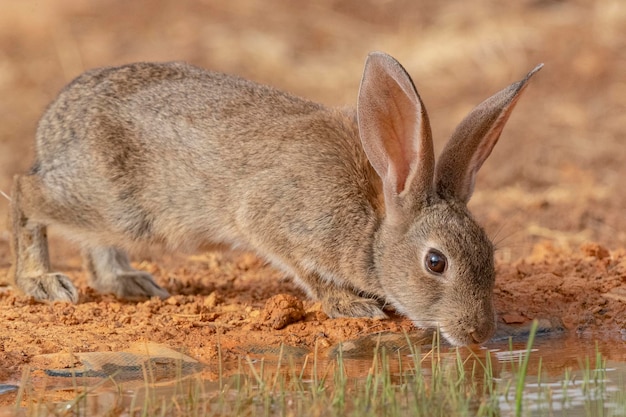 European rabbit or coney Oryctolagus cuniculus Toledo Spain