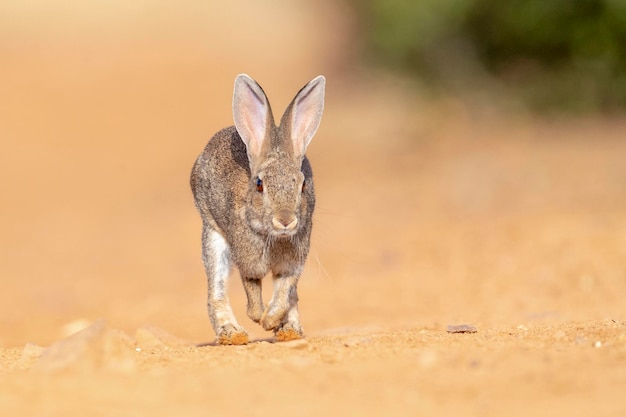 European rabbit or coney Oryctolagus cuniculus Toledo Spain