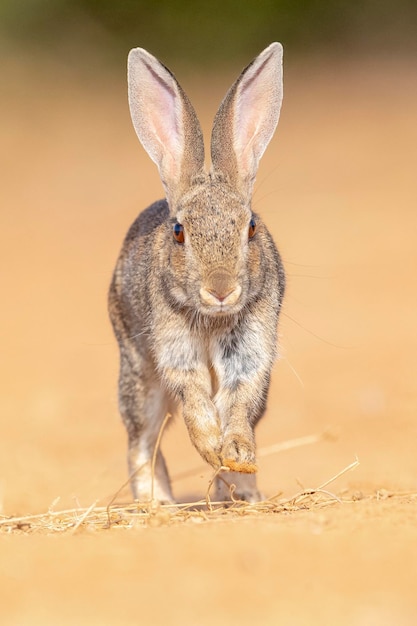 European rabbit or coney Oryctolagus cuniculus Toledo Spain