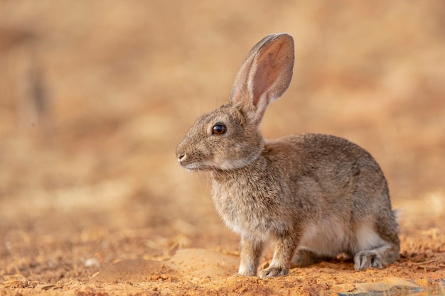 European rabbit or coney Oryctolagus cuniculus Toledo Spain