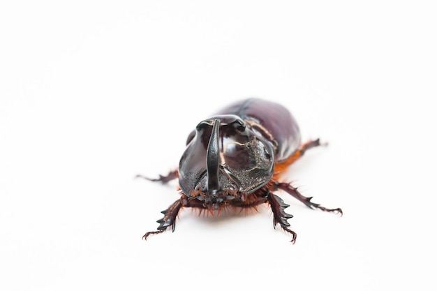 The European rhinoceros beetle Oryctes nasicornis is a large flying beetle