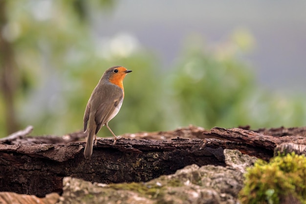 European robin (Erithacus rubecula).