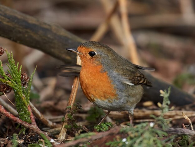 Photo european robin erithacus rubecula